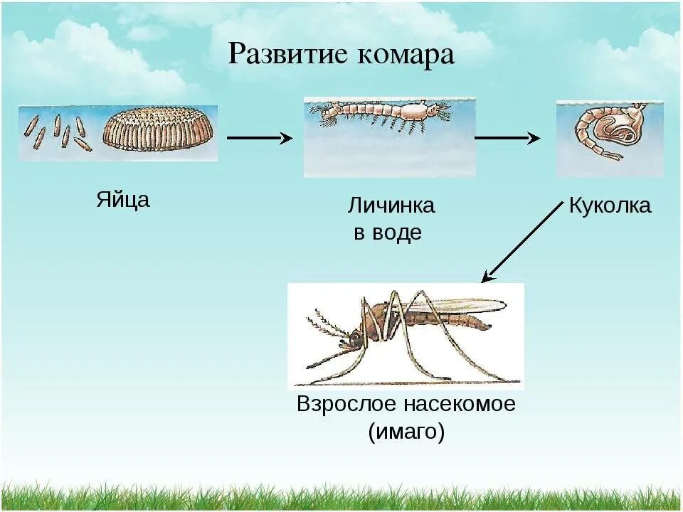 Комар какая среда. Яйцо личинка куколка Имаго комара. Стадии развития комара. Стадии развития личинки комара. Этапы развития комаров.