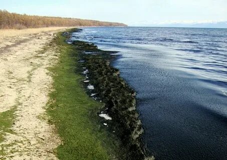 Прибрежная мелководье