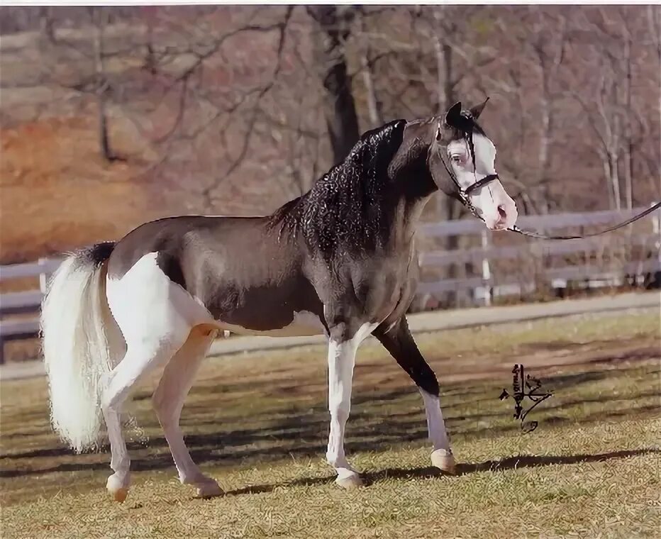 Simply beautiful horse pics Unusual horse, Horses, Rare horses