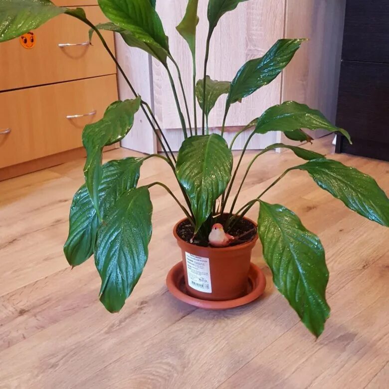 Спатифиллум лемон глоу. Mojo lime спатифиллум. Спатифиллум семена. Спатифиллум размножение семенами. Спатифиллум семена.