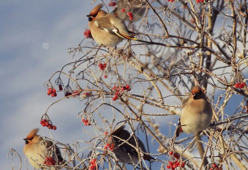Сойка обыкновенная. Стайные птицы башкирии. Обыкновенный зимородок. Зимующие птицы башкирии. Стайные птицы башкирии.