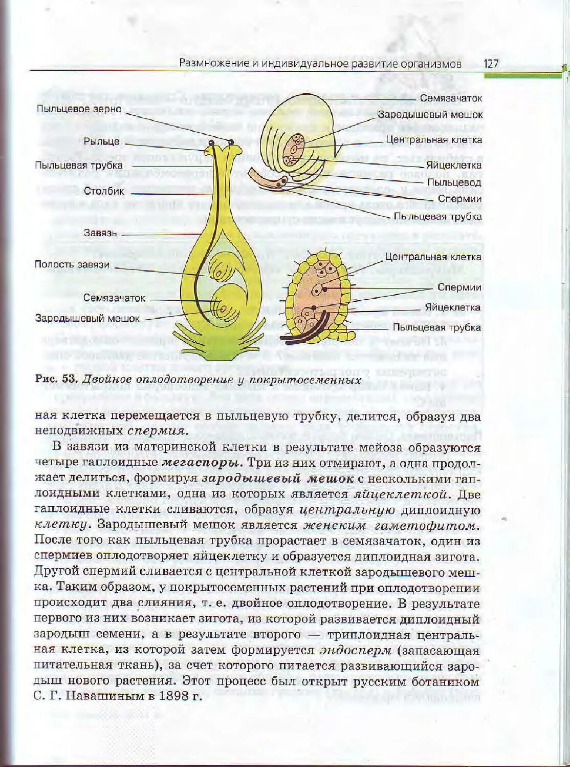 Зародышевый мешок покрытосеменных растений. Семязачаток и пыльцевое зерно. Строение пыльцевого зерна. Зародышевый мешок и завязь. Что развивается внутри семязачатка зародышевый мешок