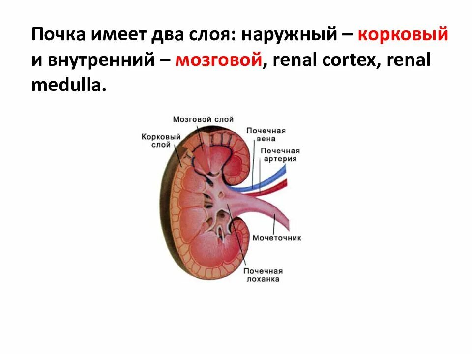 Имеет несколько слоев один. Мозговой слой почки строение. Внутреннее строение почки слои. Корковый и мозговой слои почки. Выделительная система почки корковый слой.