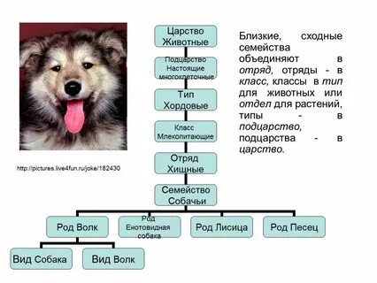 Вид подвид класс семейство