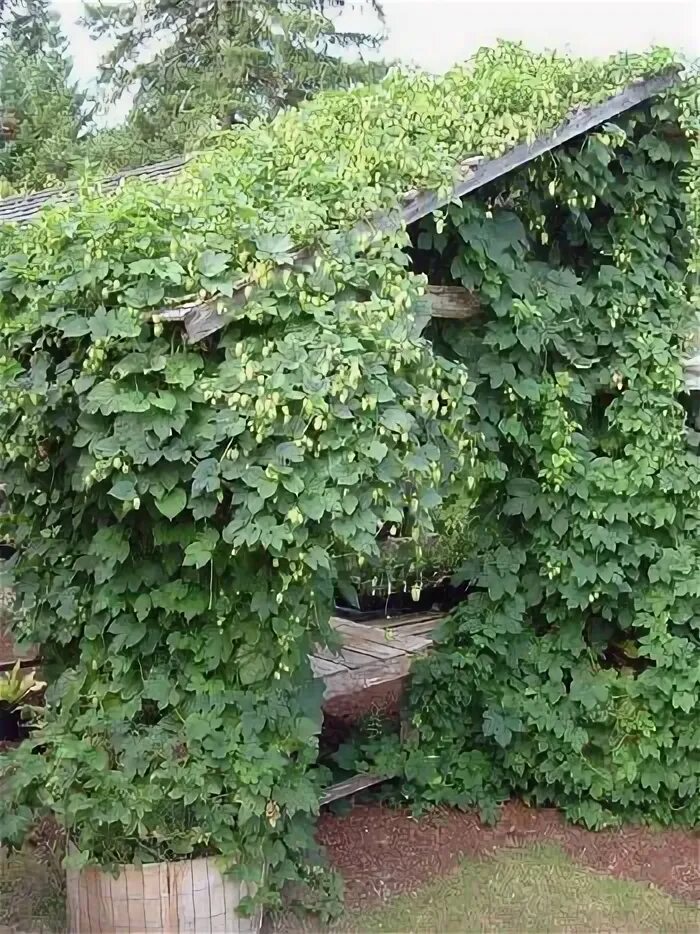 Хмель на даче. Хмель в ландшафтном дизайне. хмель на заборе. хмель на доме. хмель на даче фото.