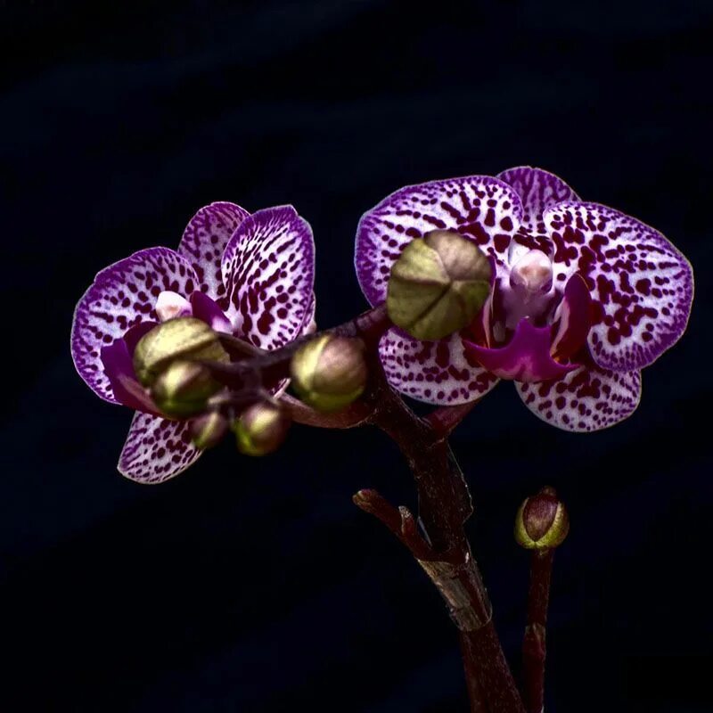 Bohemian orchids