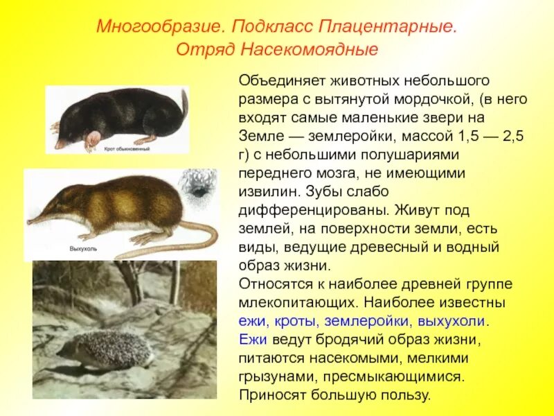 Краткая характеристика отряда Насекомоядные. Класс млекопитающие подкласс плацентарные. Отряд Насекомоядные описание млекопитающих. Отряды плацентарных зверей.