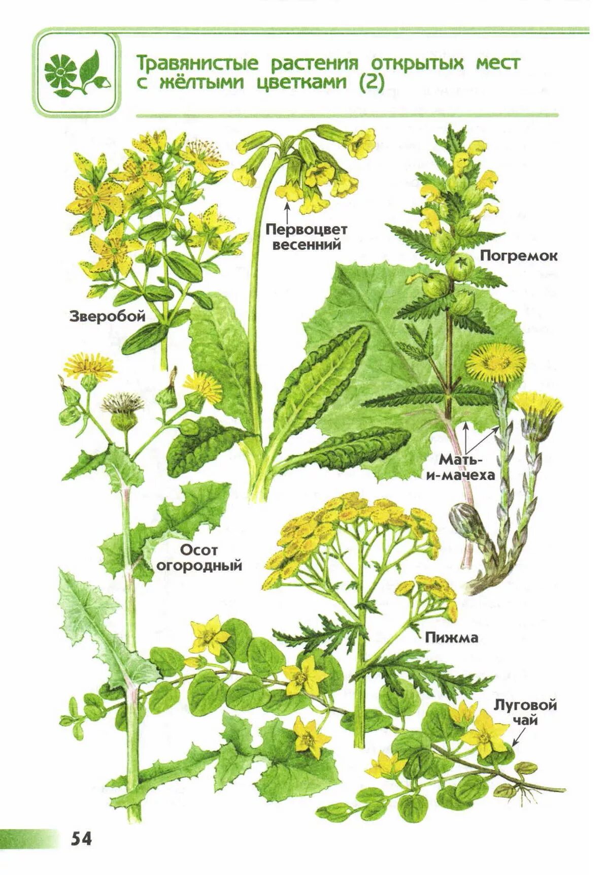 Травянистое растение окружающий мир. Атлас определитель травянистых растений. Атлас определитель 2 класс травянистые растения. Травянистые растения открытых мест атлас-определитель репейник. Атлас-определитель окружающий мир растения.