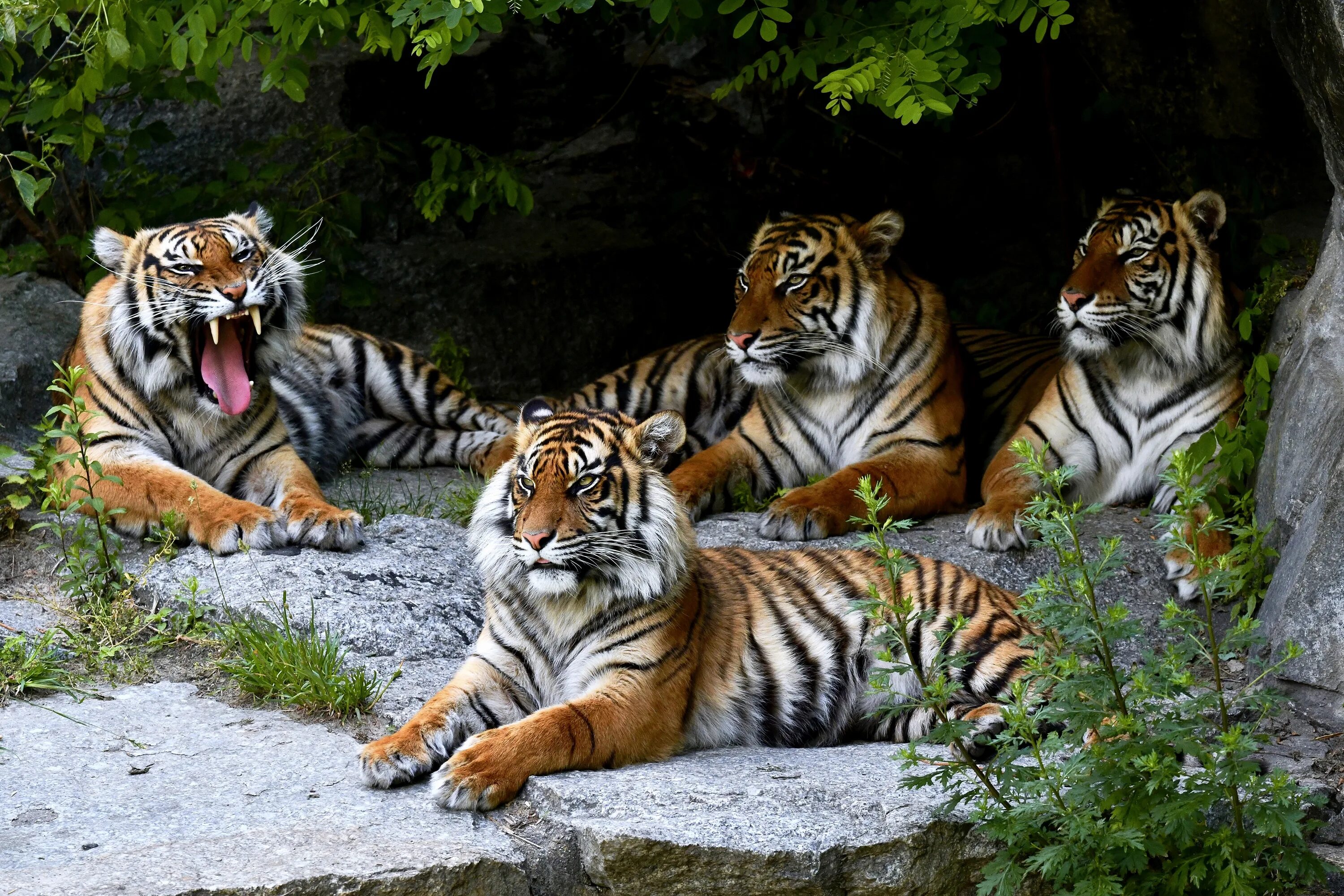 Уссурийский тигр с тигрятами. Гималайский тигр. Красивый тигр.