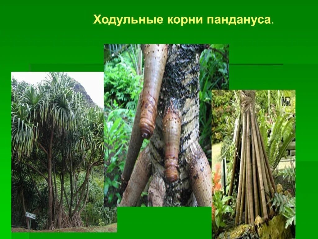Панданус видоизменение корня. Ходульные корни пандануса. ходульные корни представители. растения с ходульными корнями. маис ходульные корни.
