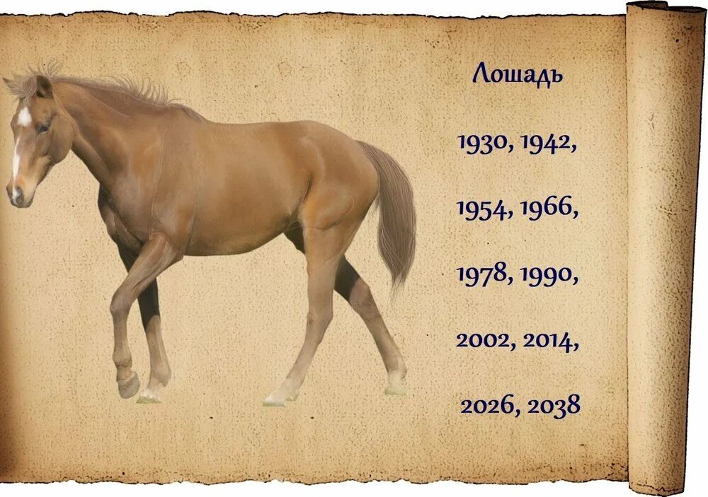 Лошадь по годам. Когда будет год лошади. Год рождения лошадь. Лошадь гороскоп.
