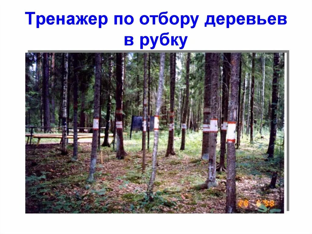 Отбор деревьев в рубку. Метод рубок ухода. отметка деревьев назначенных в рубку. прореживание рубки ухода.