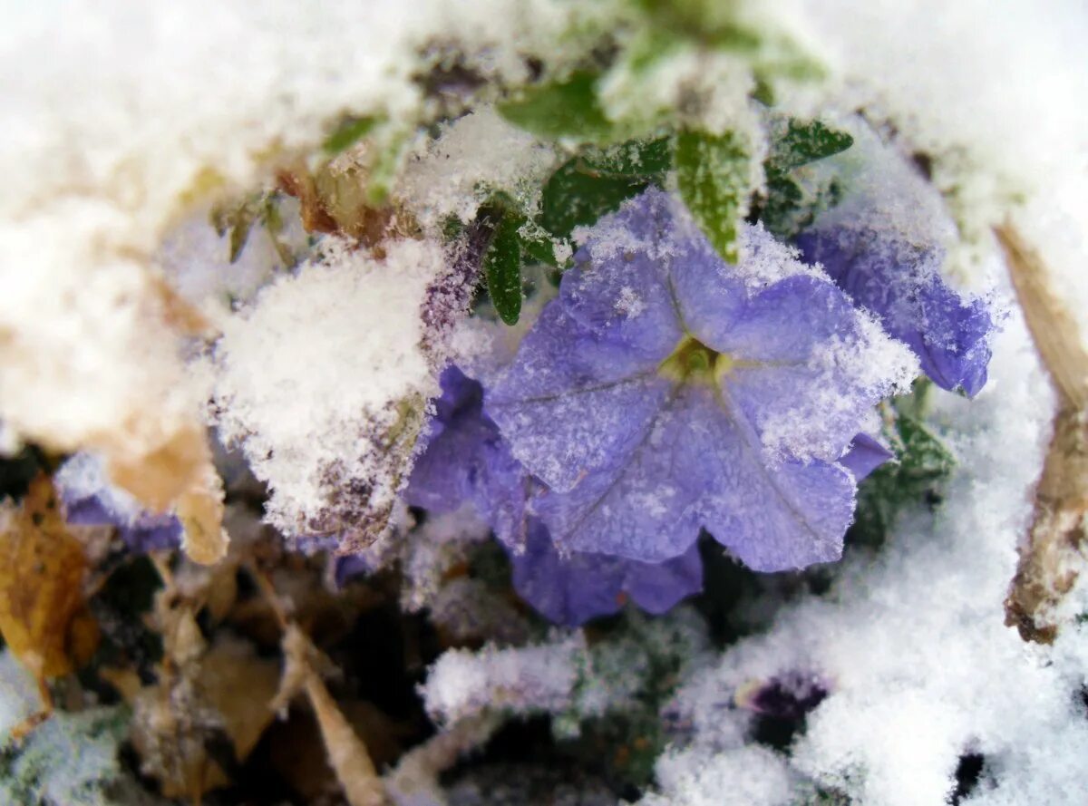 Зимние фиалки. Фиалка ле снежный балет. Растения под снегом зимой. Зимние фиалки. Фиалки в снегу.