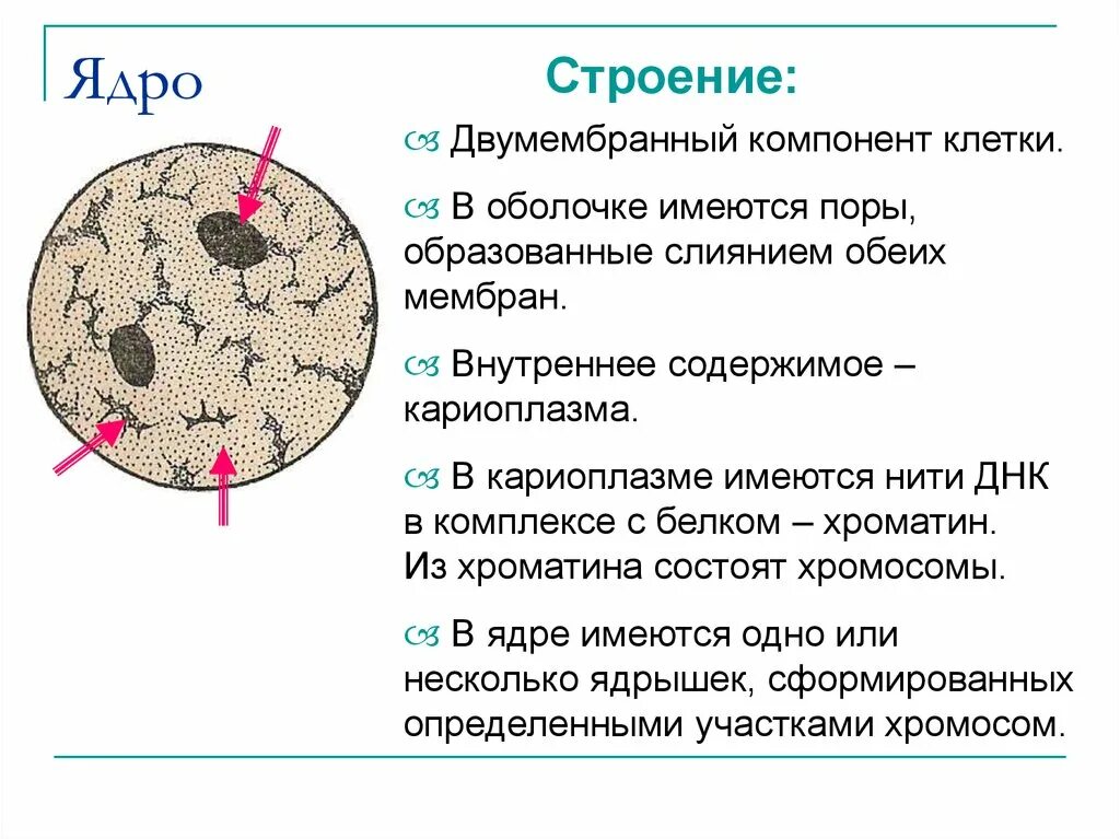 Составляющие элементы ядра. Ядрышко структура строение функции. Ядро клетки строение и функции. Каково строение ядра клетки.