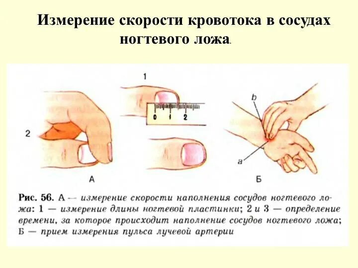 Лабораторная работа опыт доказывающий что пульс связан
