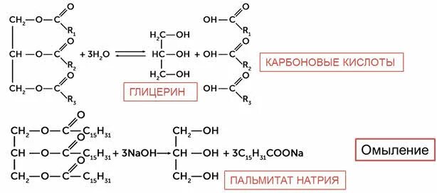 При гидролизе жиров в присутствии щелочей образуются. Электронная формула глицерина. что может образоваться при гидролизе белков. при гидролизе белков могут образоваться вещества. дилиноленпальмитин.