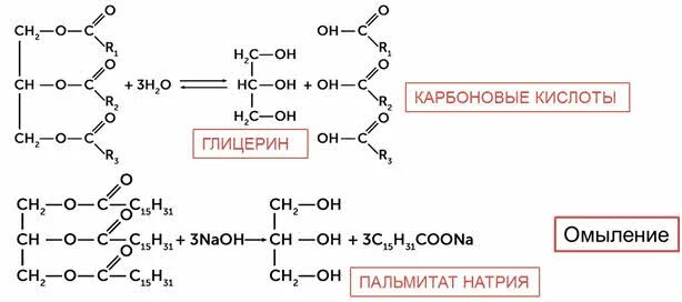 При гидролизе жиров в присутствии щелочей. Электронная формула глицерина. Что может образоваться при гидролизе белков. При гидролизе белков могут образоваться вещества. Дилиноленпальмитин.