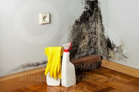 Средство от плесени и грибка на стенах - imperiyaroz.ru