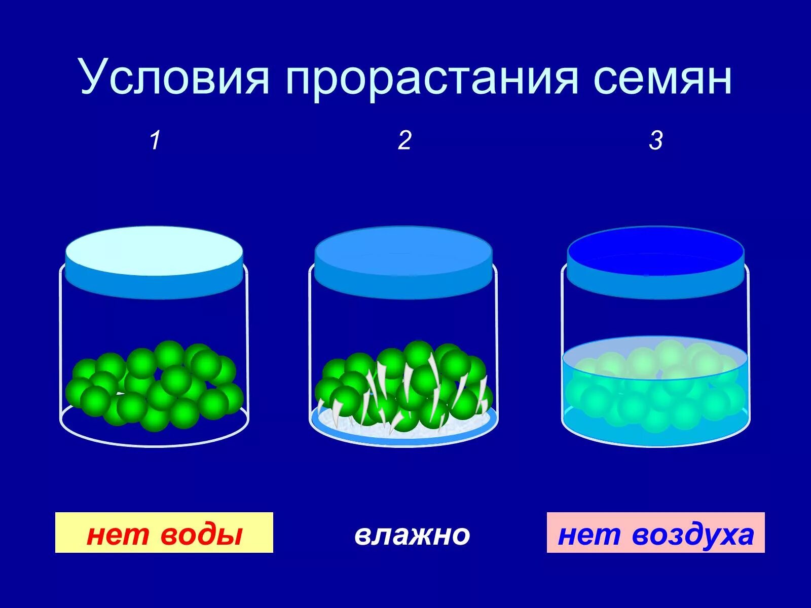 Презентация условия прорастания семян. Условия для прорастания семян 3 класс. Условия прорастания семян вода. Условия прорастания семян 6 класс. Необходимость кислорода для прорастания семян.