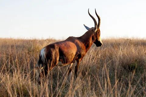 Alone with wildlife