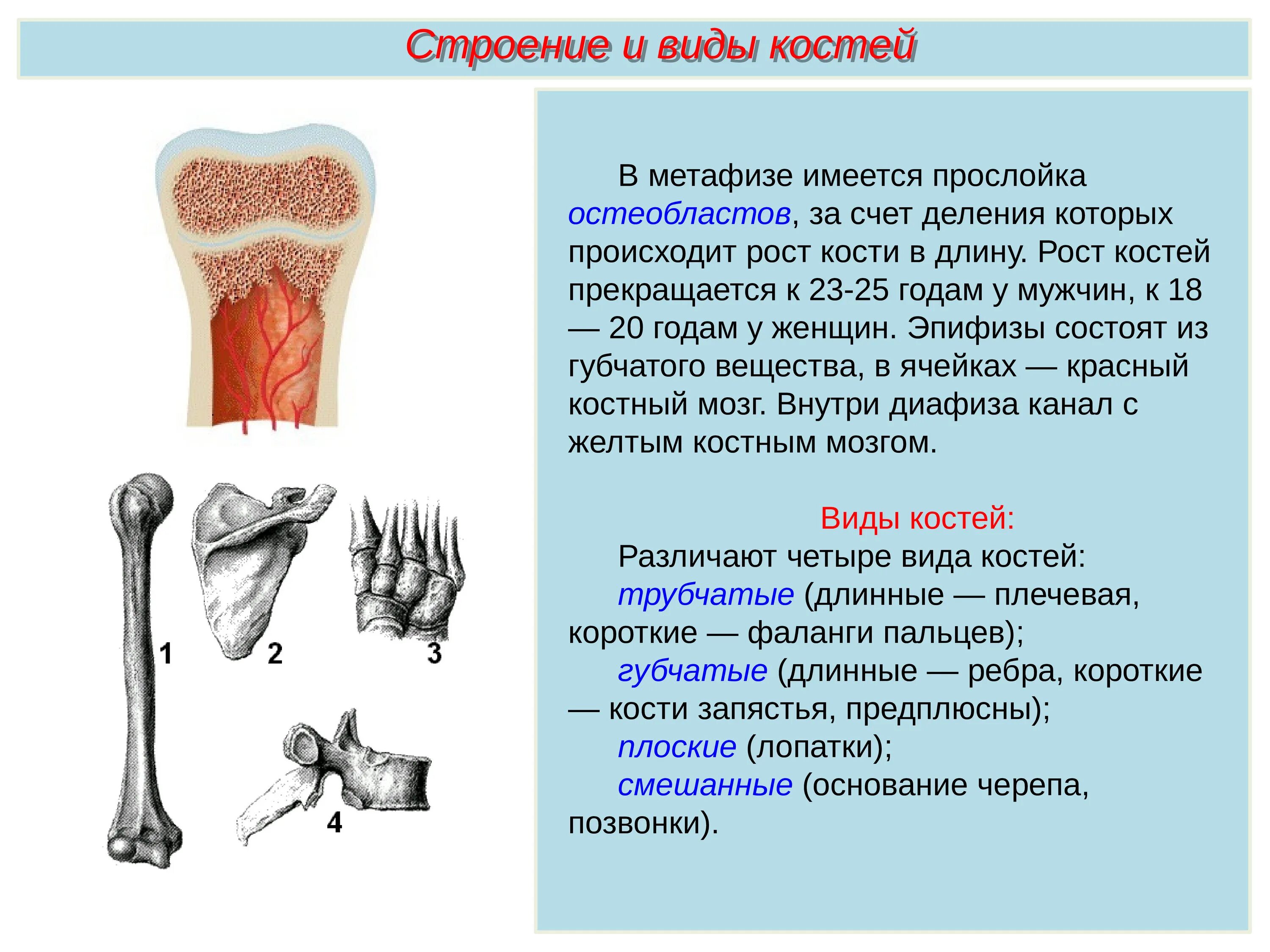 Питание кости обеспечивает. Строение кости метафизы. Строение костей виды костей. Рост костей. Рост костей скелета.