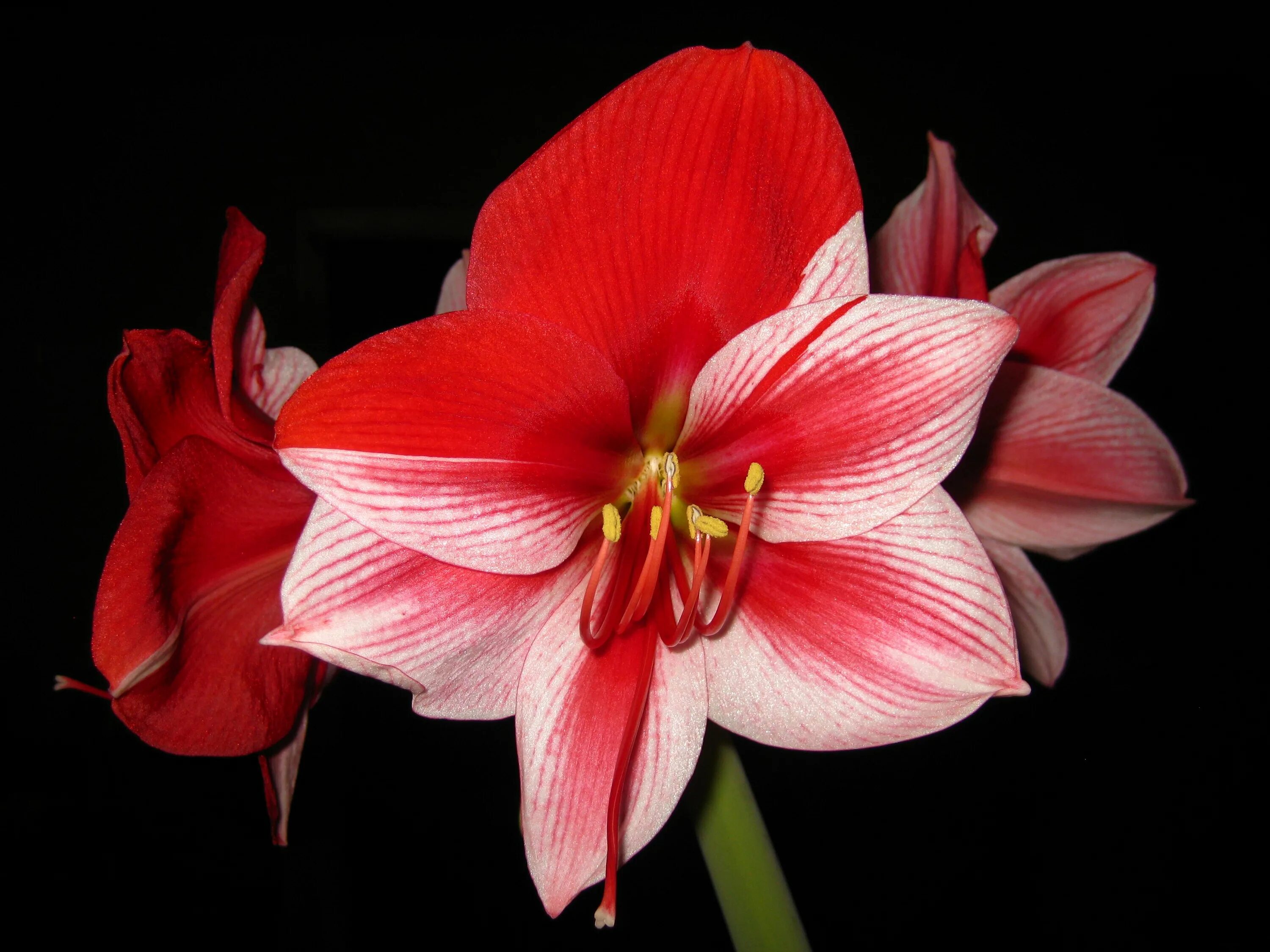 гиппеаструм. цветок гиппеаструм амариллис. гиппеаструмы фото. амариллис акуаро. гиппеаструм.