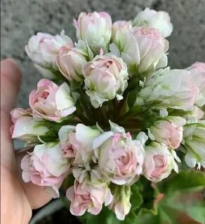 Царская невеста пеларгония