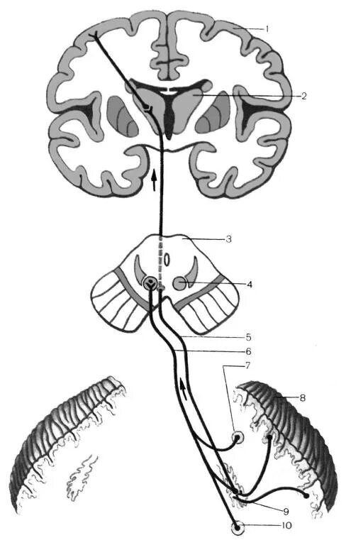 Спинно мозжечковый. Красноядерно-спинномозговой путь. Красноядерно-спинномозговой путь схема. Корково спинномозговой путь. Оливо спинномозговой путь.