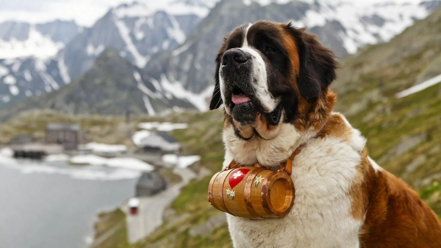 Сенбернар. Сенбернар (Saint Bernard). Шотландский Сенбернар. Тибетский Сенбернар. Сен бернард