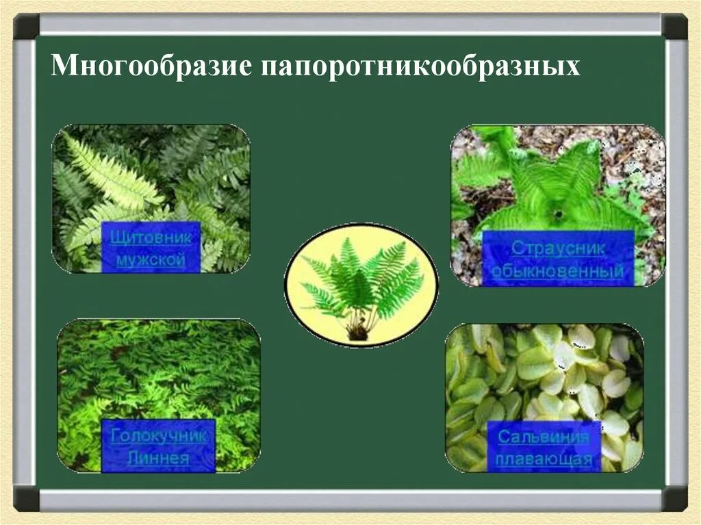 Тундра и тайга богаты папоротникообразными. Систематика папоротникообразных растений. Отдел Папоротниковидные классификация. Биология отдел Папоротниковидные. Многообразие папоротникообразных.