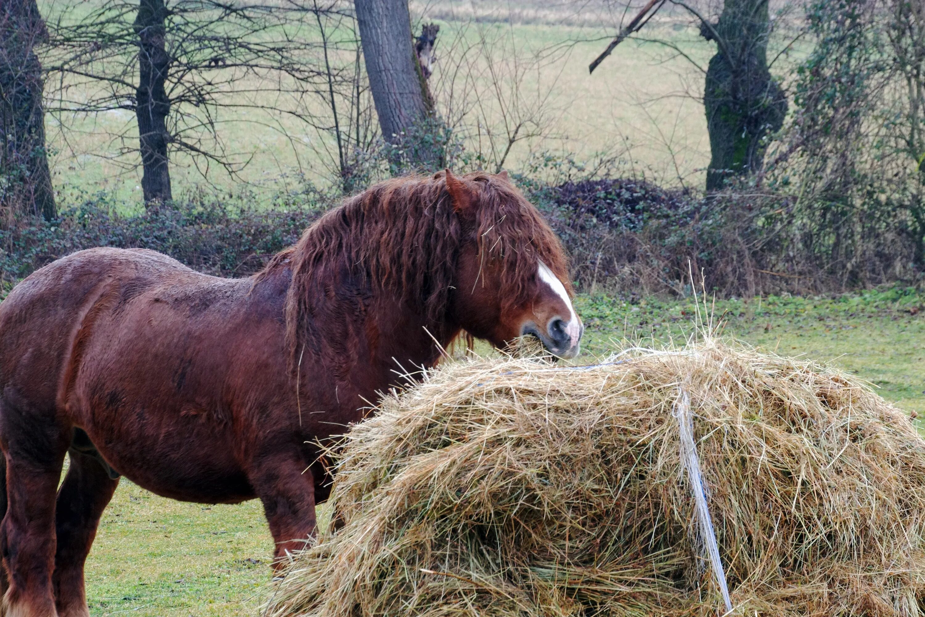 Куда лошадь. Как правильно гладить животных. Жилища домашних животных. Части тела лошади. Лошадь в конюшне.
