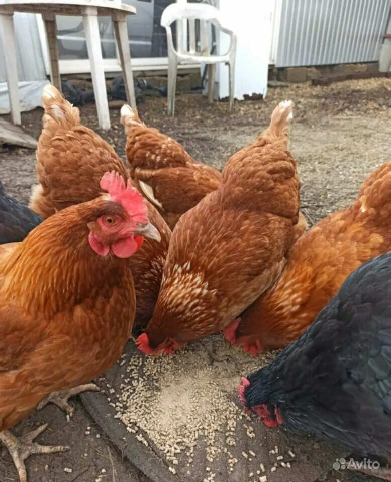 сколько стоят куры несушки. цыплята ломан браун. хайсекс ломан. молодые куры несушки. молодки ломан браун.