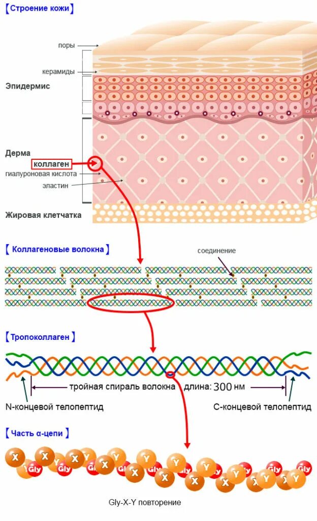 Как работает коллаген. Строение кожи коллагеновые волокна эластин. Коллаген и эластин в коже схема. Структура кожи Collagen elastin. Строение кожи коллаген.
