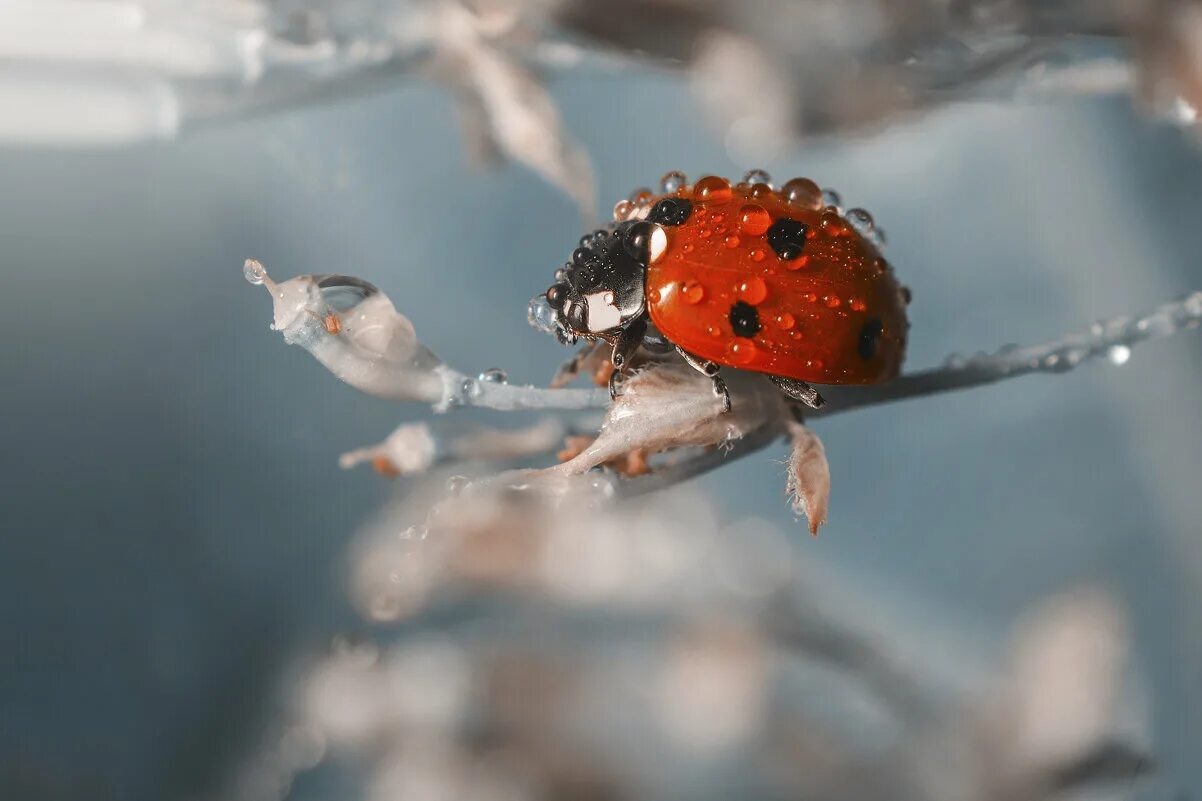 клоп божья коровка. много божьих коровок. предостерегающая окраска божьей коровки. увидеть божью коровку зимой. божьи коровки.