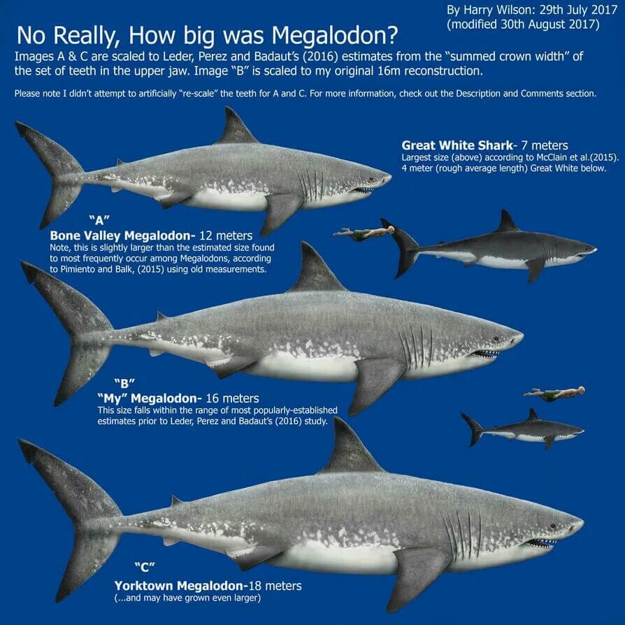 Какой длины акула. Вес МЕГАЛОДОНА акула. Размер МЕГАЛОДОНА И белой акулы. МЕГАЛОДОН И большая белая акула. МЕГАЛОДОН Размеры и вес.