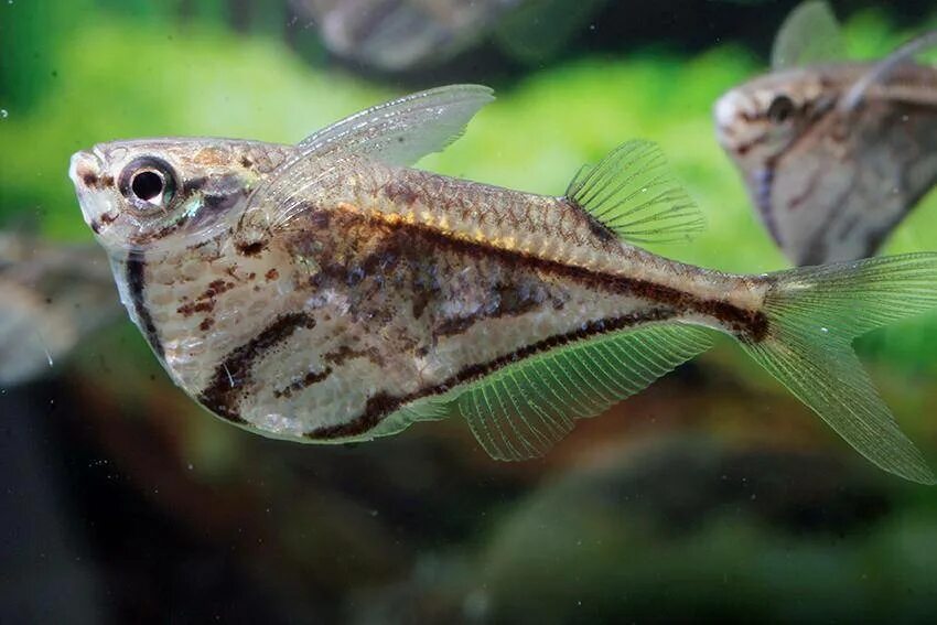 Carnegiella strigata (Mermer Balta Balığı)