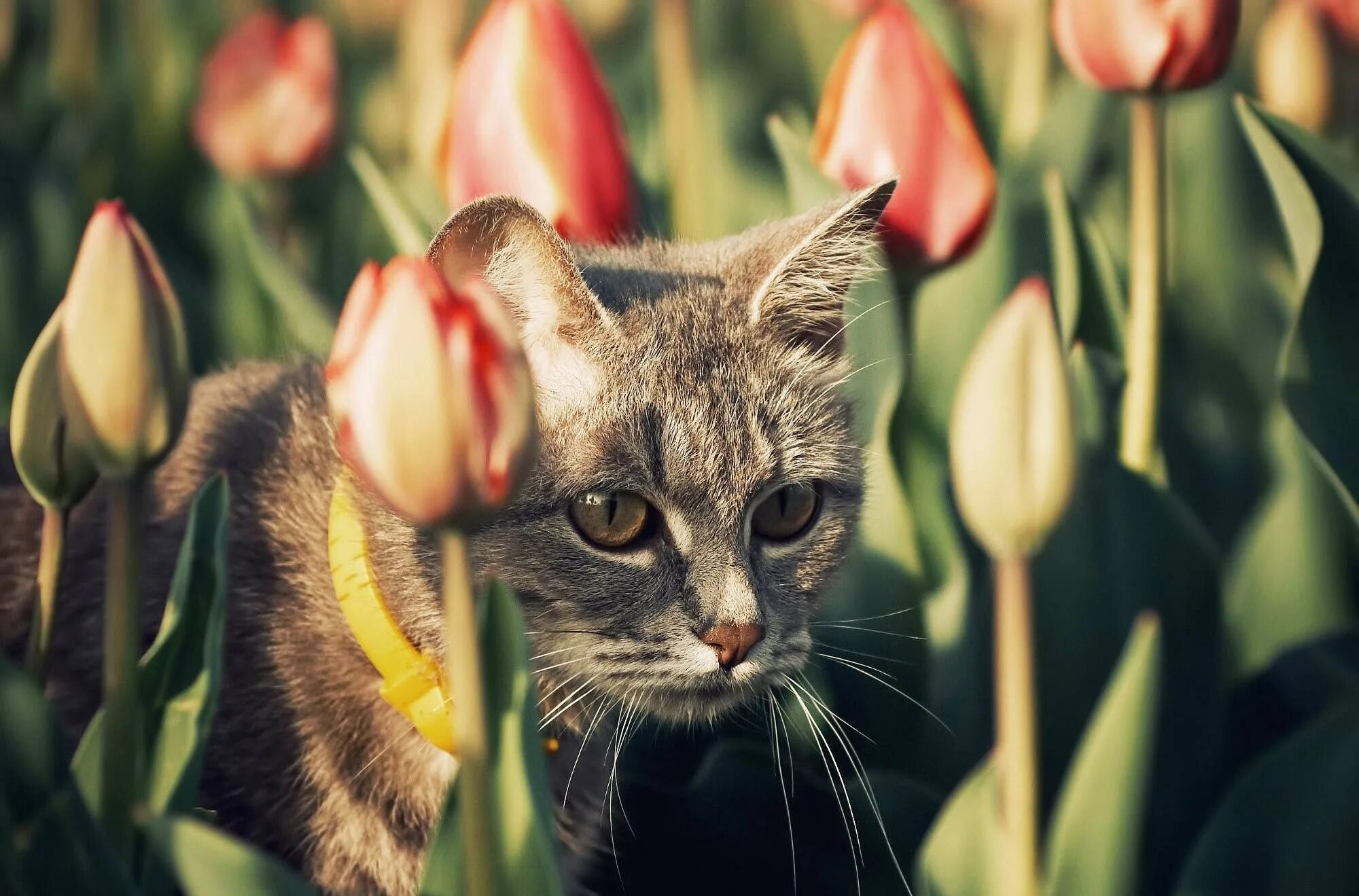 Кошка с тюльпанами. Котенок с тюльпанами. Котик с тюльпанами