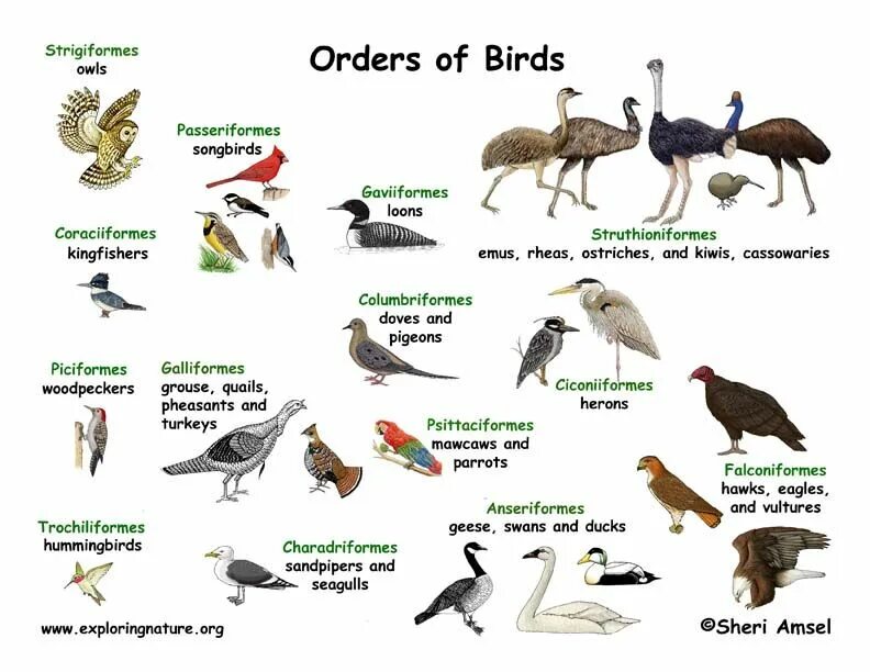 9 отрядов птиц. Современная систематика птиц. Отряды птиц. Классификация птиц. Класс птицы.