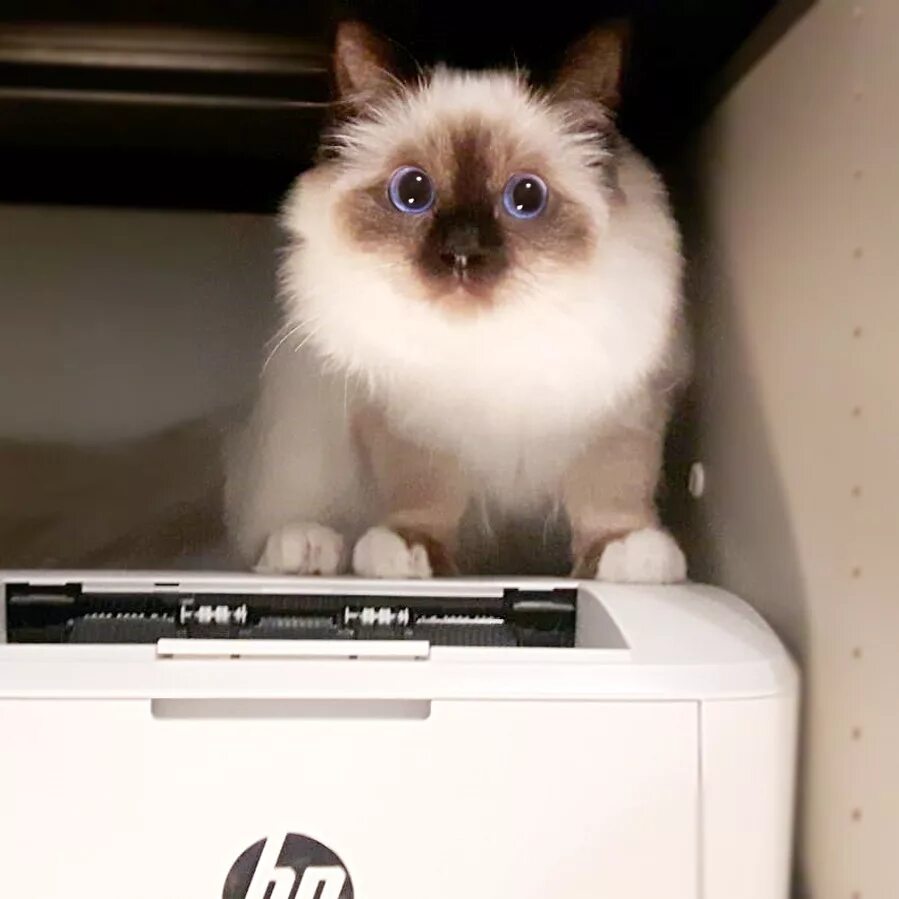 Котик принтер приложение. Кот и принтер. котик для принтера. мини принтеры коты. маленькие принтеры с котами.