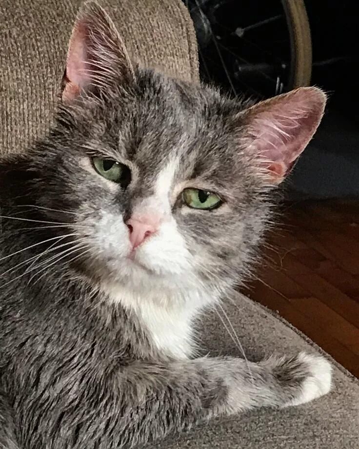 You are not the owner