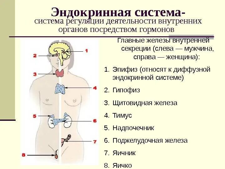 Секреция гормонов происходит. Железы внутренней секреции человека 8 класс биология. функции эндокринная система железы внутренней секреции. эндокринная система внешней секреции. функции гормонов желез внутренней секреции.