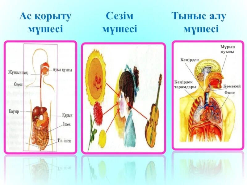 Тыныс алу мүшелері. Тыныс алу мүшелері фон презентация. Картинка тыныс алу мүшесі. Тыныс алу презентация 6 класс.