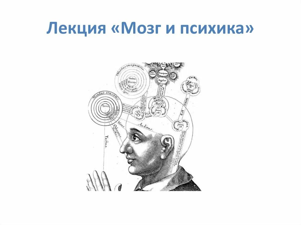 Мозг и психика. Мозг и психика человека презентация. Взаимодействия мозга и психики рисунок. Лекция о мозге. Лекции мозг слушать