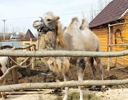 Зоопарк вологда