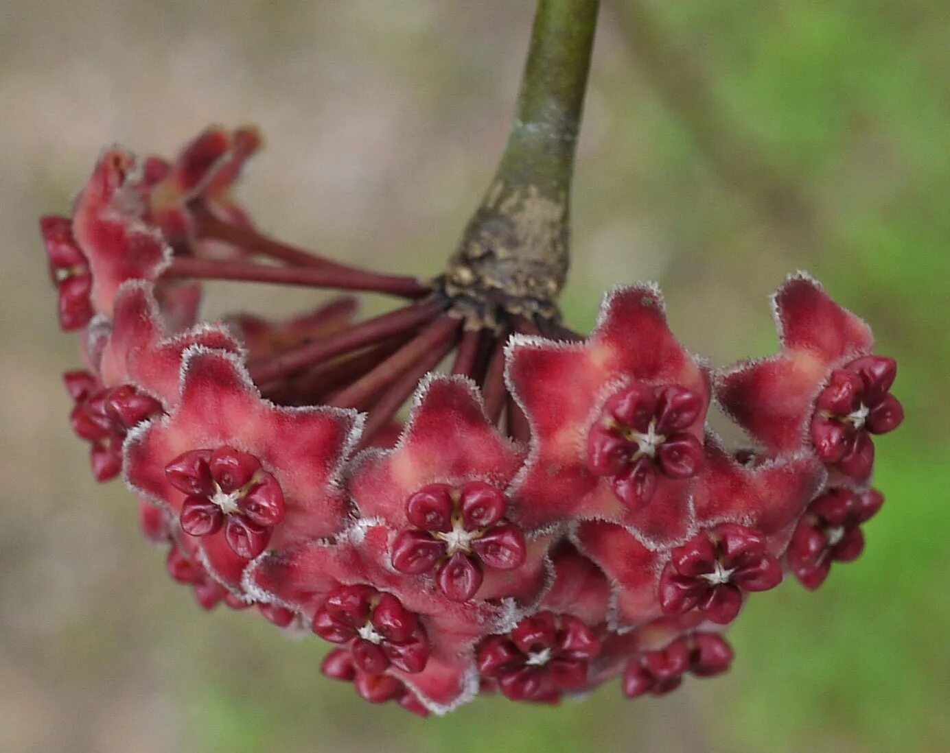 Хойя эритрина. Хойя excavata. хойя филиформис. хойя спартиоидес. хойя erythrina.