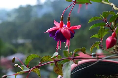 Dancing flower