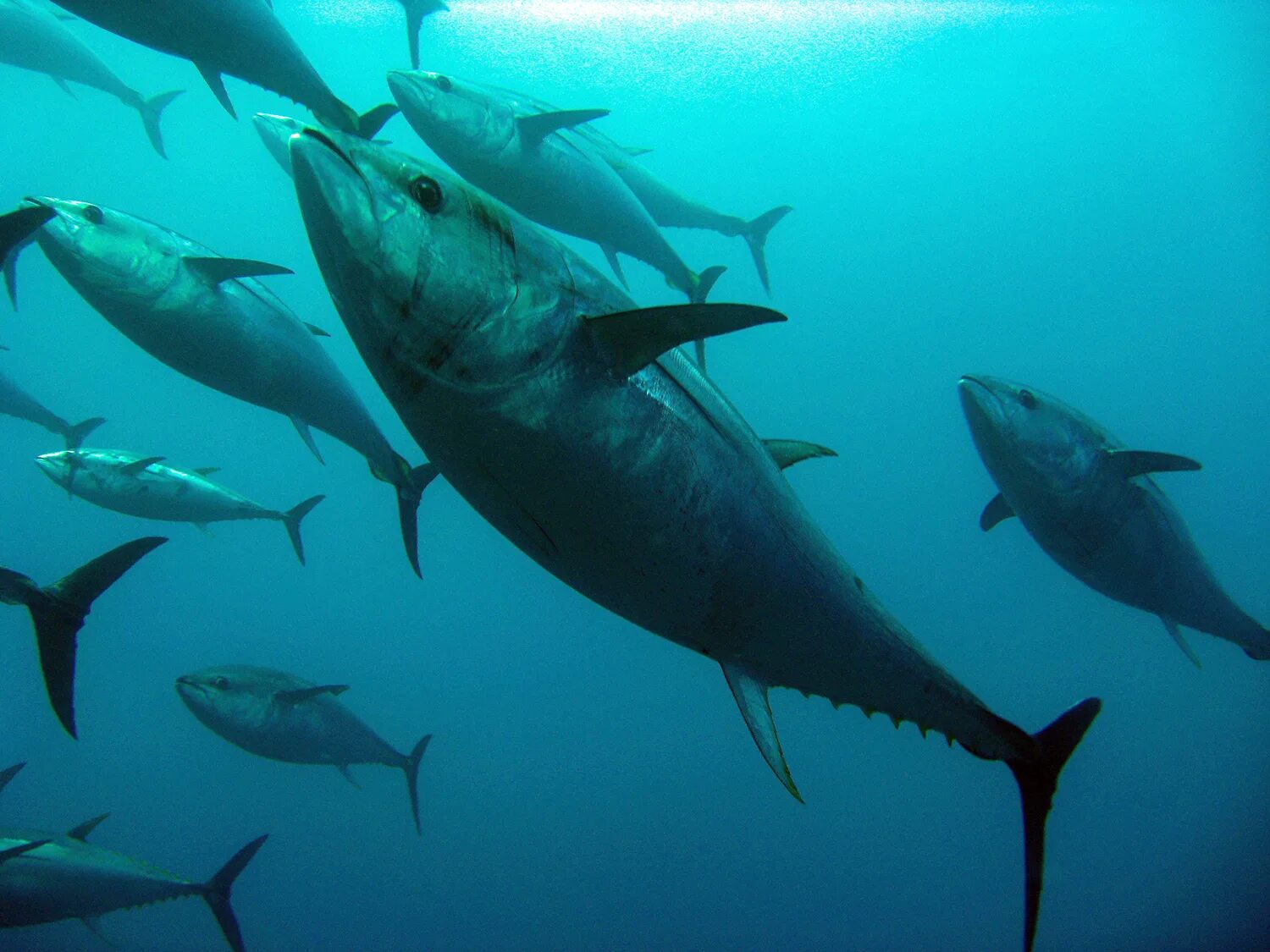 Атлантический океан обыкновенный тунец. Тунец Bluefin. Стая тунцов. Миграция тунца. Рыбу можно любую