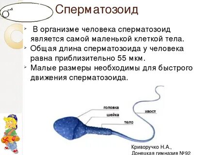 Қол шынтағына дейін кискаға кірді