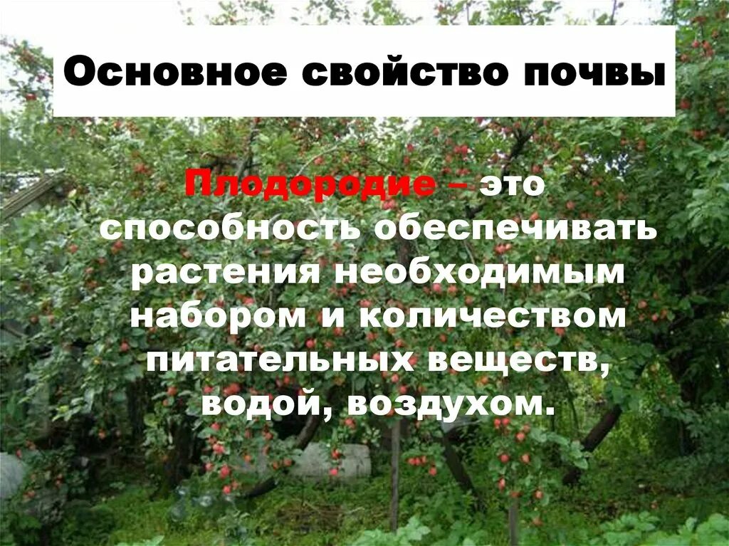 Главное свойство почвы. Основные свойства почвы. Основное качество почвы. Основное свойство почвы плодородие.