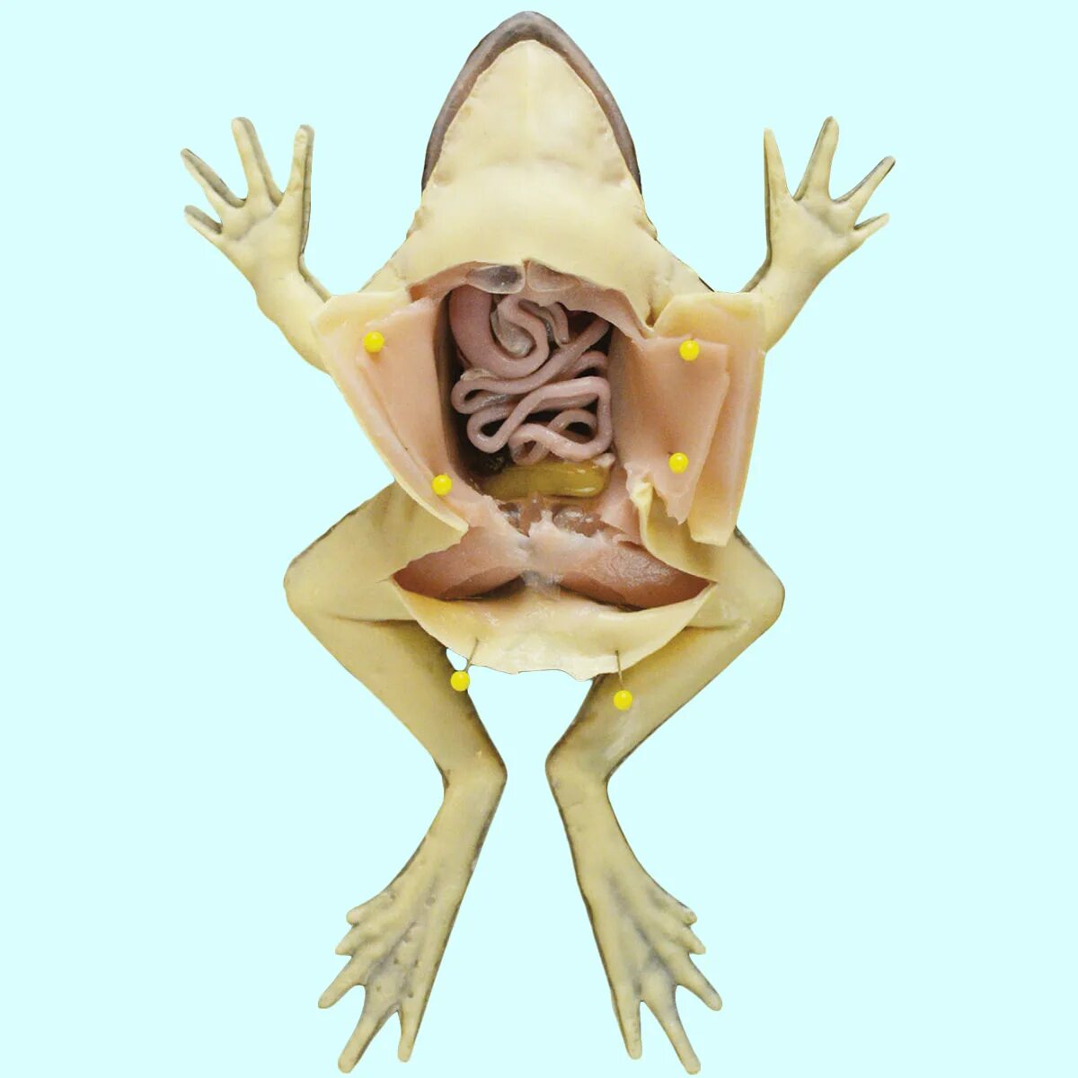 Палеонтология ученые. Прозрачный лягушка. Внутренности лягушки. Препарировать. Музей препарированных животных.